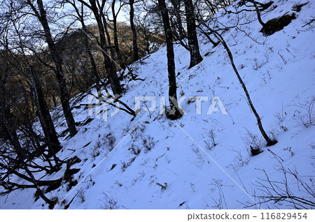 Tanzawa Hinokihoramaru, a mountain area in severe winter, a snowy mountain in the morning 116829454