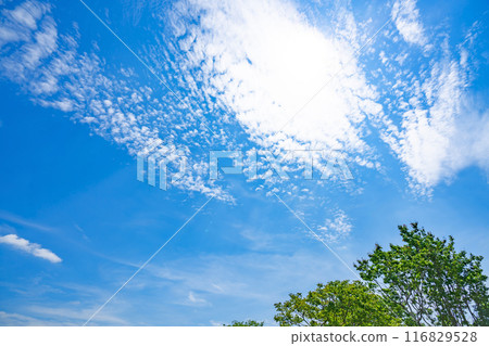 Summer clouds and trees 116829528