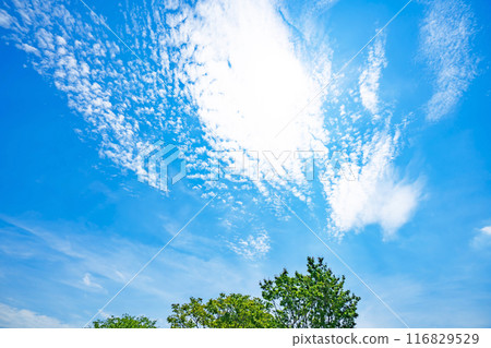 Summer clouds and trees 116829529