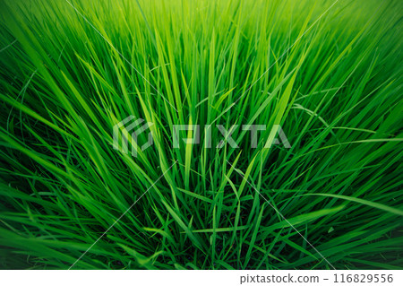 Green rice tree in the field 116829556