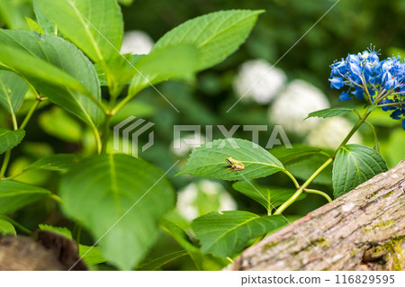 Michinoku繡球花園中的繡球 Michinoku繡球花園中的繡球 116829595