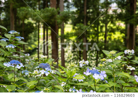 Michinoku繡球花園中的繡球 Michinoku繡球花園中的繡球 116829603