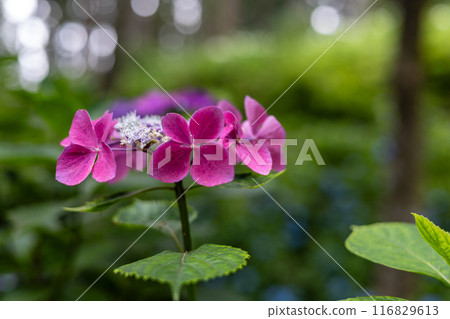 Michinoku繡球花園中的繡球 Michinoku繡球花園中的繡球 116829613