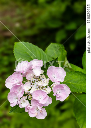 Michinoku繡球花園中的繡球 116829615