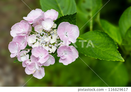 Michinoku繡球花園中的繡球 116829617