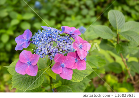 Hydrangea in Michinoku Hydrangea Garden Hydrangea in Michinoku Hydrangea Garden 116829635
