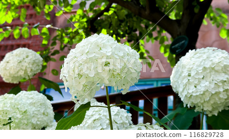 The beautiful views in Japan 116829728