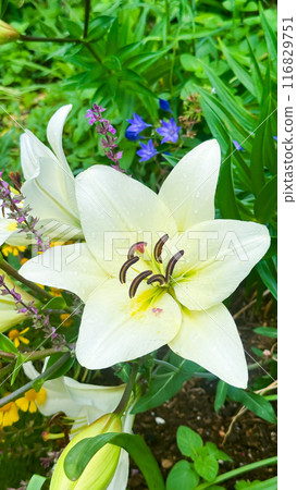 The beautiful views in Japan 116829751