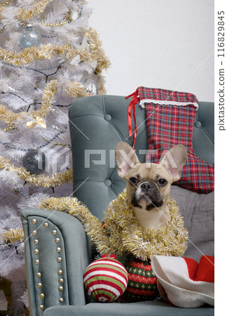 A bulldog dog sitting in a cozy chair among Christmas decorations wrapped in a shiny garland looking at the camera. A bulldog dog sitting in a cozy chair among Christmas decorations wrapped in a shiny garland looking at the camera. 116829845