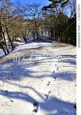 丹澤山地的山登，白雪覆蓋的艾蒿嶺 116829891