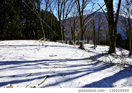 Mt. Oyama seen from the snowy forest of Yomogi-daira in the Tanzawa Mountains 116829899