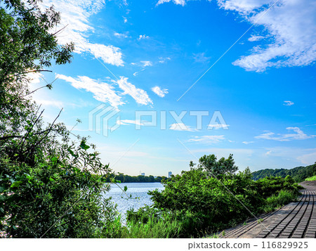 夏季白天的市川江戶河堤防 116829925