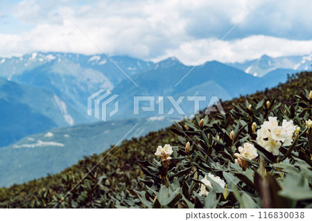 Flowers and grass of rhododendron in caucasus mountains, mountain tops and clouds on blue sky Flowers and grass of rhododendron in caucasus mountains, mountain tops and clouds on blue sky 116830038