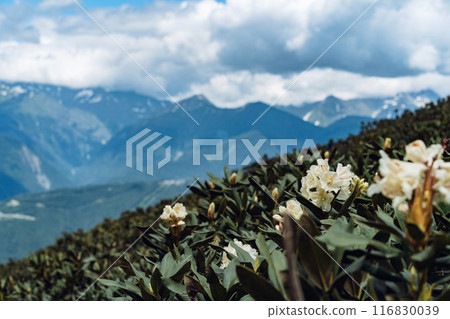 Flowers and grass of rhododendron in caucasus mountains, mountain tops and clouds on blue sky  116830039