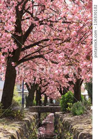 Shirai酒店的雙櫻花 116830182