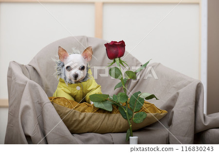 A small Chihuahua dog poses in a chair next to a red rose, wearing a yellow jacket and looking at the camera. 116830243
