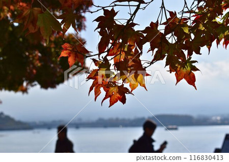 Autumn leaves and lake 116830413
