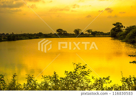 A tranquil pond reflects a vibrant sunset, casting a golden glow. A tranquil pond reflects a vibrant sunset, casting a golden glow. 116830583