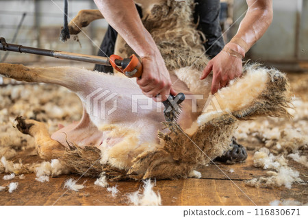 Sheep wool shearing by farmer. Shearing the wool from sheep. Sheep wool shearing by farmer. Shearing the wool from sheep. 116830671