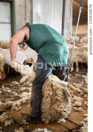 Sheep wool shearing by farmer. Shearing the wool from sheep. Sheep wool shearing by farmer. Shearing the wool from sheep. 116830676