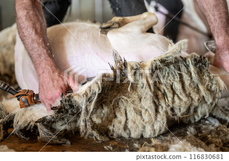Sheep wool shearing by farmer. Shearing the wool from sheep. Sheep wool shearing by farmer. Shearing the wool from sheep. 116830681