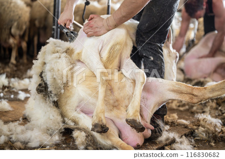 Sheep wool shearing by farmer. Shearing the wool from sheep. Sheep wool shearing by farmer. Shearing the wool from sheep. 116830682