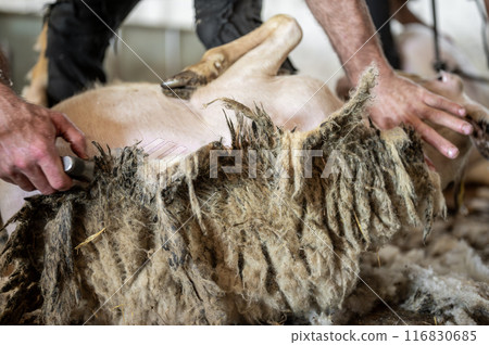 Sheep wool shearing by farmer. Shearing the wool from sheep. 116830685