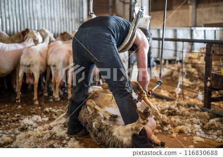 Sheep wool shearing by farmer. Shearing the wool from sheep. 116830688