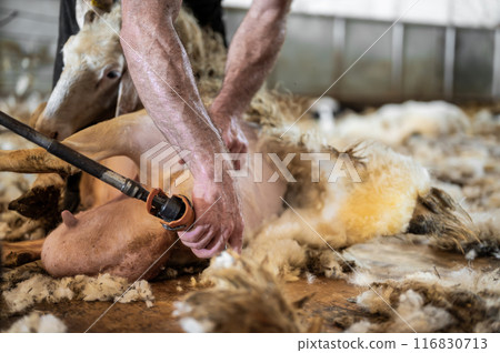 Sheep wool shearing by farmer. Shearing the wool from sheep. 116830713