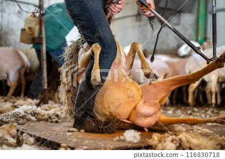 Sheep wool shearing by farmer. Shearing the wool from sheep. 116830718