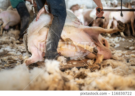 Sheep wool shearing by farmer. Shearing the wool from sheep. 116830722