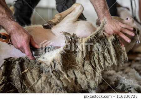 Sheep wool shearing by farmer. Shearing the wool from sheep. 116830725