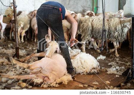 Sheep wool shearing by farmer. Shearing the wool from sheep. Sheep wool shearing by farmer. Shearing the wool from sheep. 116830745