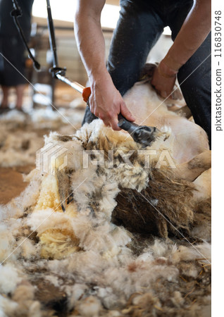 Sheep wool shearing by farmer. Shearing the wool from sheep. 116830748