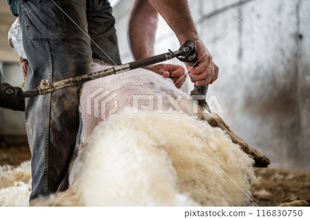 Sheep wool shearing by farmer. Shearing the wool from sheep. Sheep wool shearing by farmer. Shearing the wool from sheep. 116830750