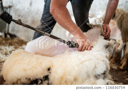 Sheep wool shearing by farmer. Shearing the wool from sheep. 116830754
