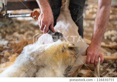 Sheep wool shearing by farmer. Shearing the wool from sheep. 116830755