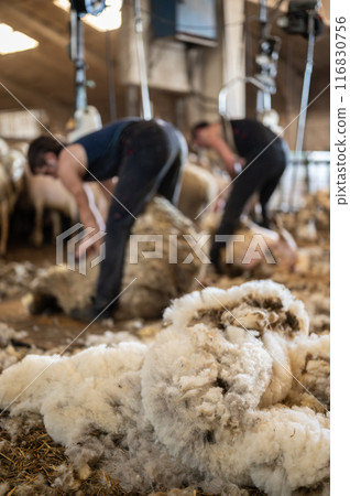 Sheep wool shearing by farmer. Shearing the wool from sheep. 116830756