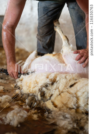 Sheep wool shearing by farmer. Shearing the wool from sheep. 116830763