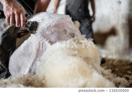 Sheep wool shearing by farmer. Shearing the wool from sheep. 116830800