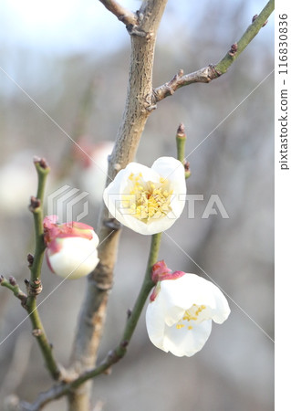 white plum blossom white plum blossom 116830836