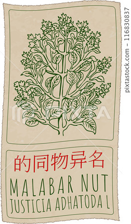 Vector drawing MALABAR NUT in Chinese. Hand drawn illustration. Latin name is JUSTICIA ADHATODA L Vector drawing MALABAR NUT in Chinese. Hand drawn illustration. Latin name is JUSTICIA ADHATODA L 116830837