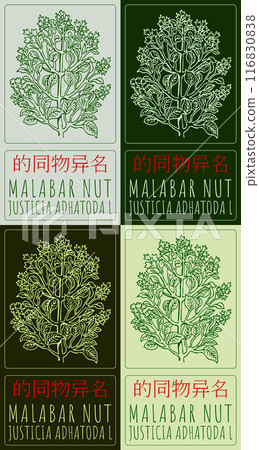 Set of vector drawing MALABAR NUT in Chinese in various colors. Hand drawn illustration. Latin name is JUSTICIA ADHATODA L. Set of vector drawing MALABAR NUT in Chinese in various colors. Hand drawn illustration. Latin name is JUSTICIA ADHATODA L. 116830838