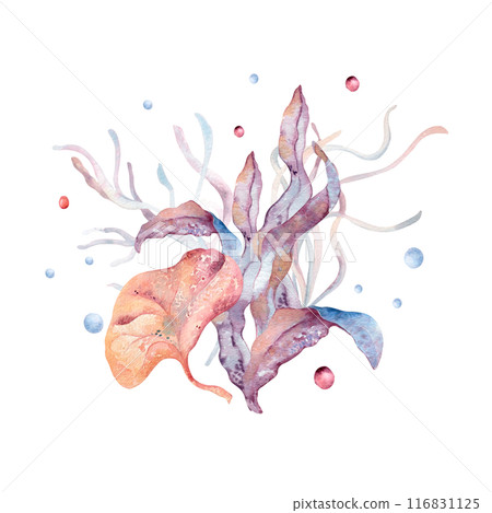 Drawing with underwater nature with seaweeds and coral reef on watercolor splash. Aquatic life monochrome illustration painted in gradient of pink to blue. Colorful fantasy sea flora composition Drawing with underwater nature with seaweeds and coral reef on watercolor splash. Aquatic life monochrome illustration painted in gradient of pink to blue. Colorful fantasy sea flora composition 116831125