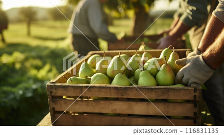 Fresh sweet organic pears with leaves in wooden box. ai generated art image Fresh sweet organic pears with leaves in wooden box. ai generated art image 116831135