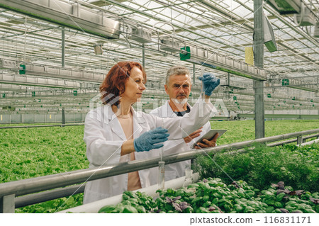 Growing organic, healthy food, greens in greenhouse. Experiment. Portrait biologists in white coats with test tube, tablet in modern greenhouse, examining grown greens for presence of heavy metals. Growing organic, healthy food, greens in greenhouse. Experiment. Portrait biologists in white coats with test tube, tablet in modern greenhouse, examining grown greens for presence of heavy metals. 116831171