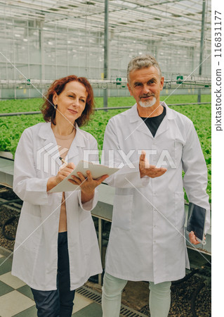 Agricultural research of plants analysis of lettuce growth stability Control of food growth. Biologists in white coats communicate in greenhouse with tablets next to growing vegetables, lettuce plants 116831177