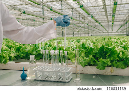 Vegetable farm. Close-up of scientist's hands taking tests into test tube, laboratory assistant in greenhouse with growing lettuce in background. Research on healing properties of plants and lettuce. 116831189