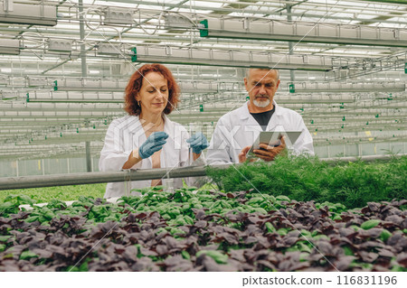 Cultivate and Selection Vegetables in Glasshouse. Researchers greenhouse with growing basil, dill, lettuce, scientists, laboratory workers, biologists take soil tests in test tube. Greenery plantation Cultivate and Selection Vegetables in Glasshouse. Researchers greenhouse with growing basil, dill, lettuce, scientists, laboratory workers, biologists take soil tests in test tube. Greenery plantation 116831196