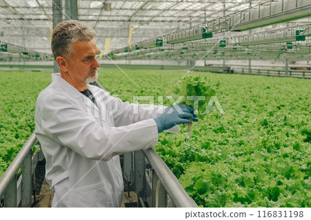 Botanist, adult man in coat examines lettuce plant growing in hydroponic system. Researcher in technological greenhouse.Scientist biologist in huge greenhouse with growing lettuce, herbs in hands 116831198